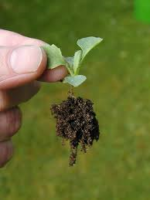 When transplanting seedlings make sure you do by gentle picking them by the seed leaves