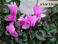 Cyclamen persicum