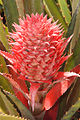 Ananas bracteatus