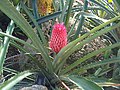 Ananas comosus