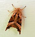 Angle Shades Moth