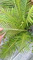 Blechnum gibbum