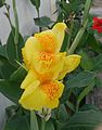 Canna Lily