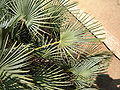 Chamaerops humilis