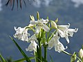 Crinum x powellii