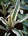 Cryptanthus_bromelioides