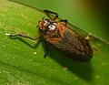 Froghopper