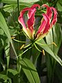 Gloriosa rothschildiana