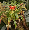 Guzmania Lingulata