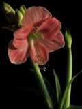 Hippeastrum