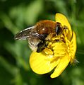 Large Narcissus Fly