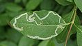 Damage caused by Leaf Miner