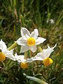 Narcissus 'Canaliculatus'