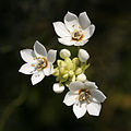 Ornithogalum thyrsoides