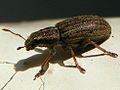 Pea Weevil