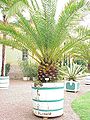 Phoenix canariensis