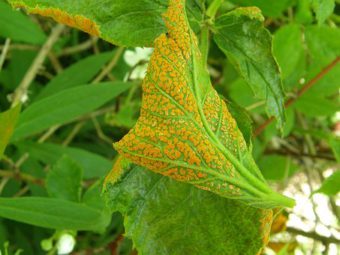 Plant diseases are a worry