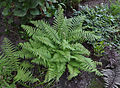 Polystichum setiferum