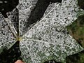 Powdery Mildew