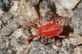 Red Spider Mite