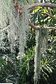 Tillandsia usenoides