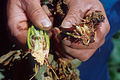 Verticillium wilt