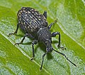 Vine Weevil