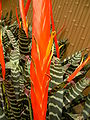 Vriesea splendens