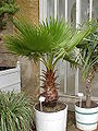 Washingtonia robusta