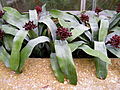 aechmea fulgens