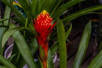 Bromeliads make excellent houseplants