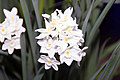 Narcissus 'Paperwhite'