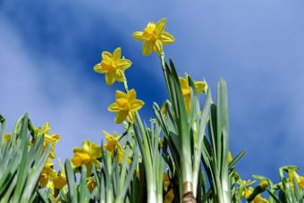 Daffodills are the herald of spring