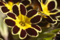 Primula 'Gold-laced Group'