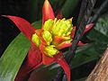 Guzmania zahnii