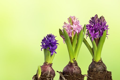 Hyacinthus