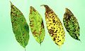 Leafy Spots