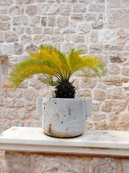 The Best Palm and Fern Houseplants to Grow