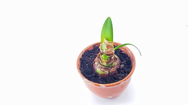 Grow Bulbs as a Houseplant