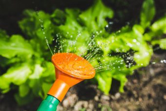 Watering can full of liquid fertilzer would do your plants good