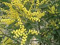 Acacia dealbata