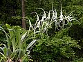 Brassia verrucosa