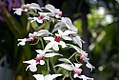 Calanthe vestita