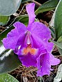 Cattleya bowringiana