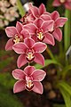 Cymbidium clarisse