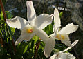 Dendrobium infundibulum