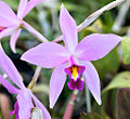 Laelia anceps