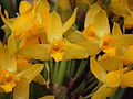 Lycaste aromatica