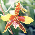 Odontoglossum grande x williamsianum