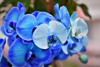 Growing Orchids as Houseplants- Part I Getting the Growing Conditions Right